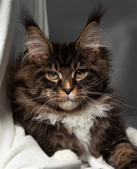 maine coon cats for sale in louisiana